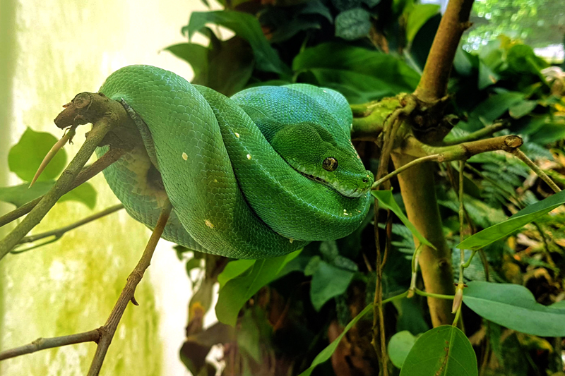 Visite - Parc zoologique Dählhölzli