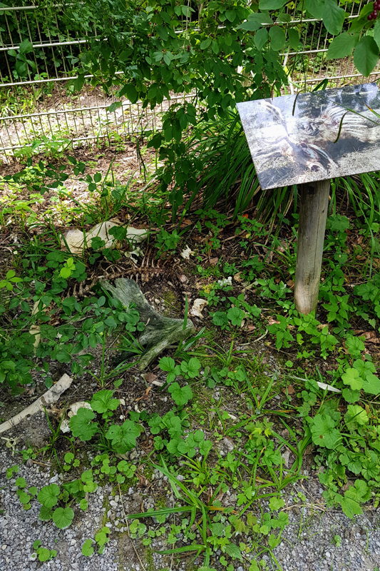 Visite - Parc zoologique Dählhölzli