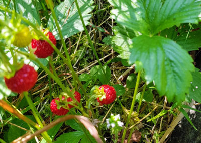 Randonnée - Les Marécottes - La Tinde - Fleurs Alpine