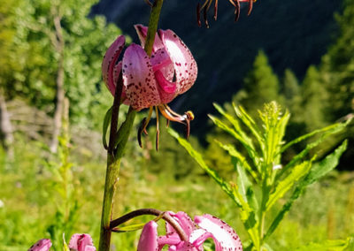 Randonnée - Les Marécottes - La Tinde - Fleurs Alpine