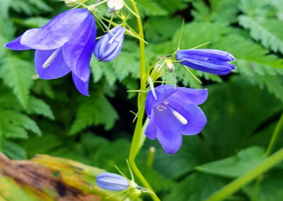 Randonnée - Les Marécottes - La Tinde - Fleurs Alpine