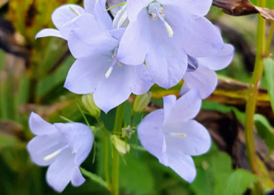 Randonnée - Les Marécottes - La Tinde - Fleurs Alpine