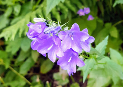 Randonnée - Les Marécottes - La Tinde - Fleurs Alpine