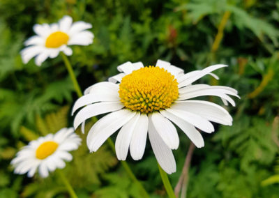 Randonnée - Les Marécottes - La Tinde - Fleurs Alpine