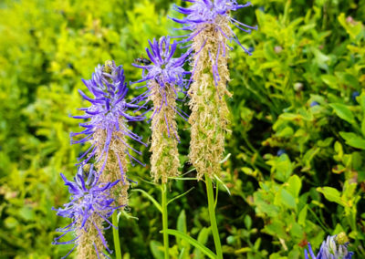 Randonnée - Les Marécottes - La Tinde - Fleurs Alpine