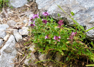 Randonnée - Les Marécottes - La Tinde - Fleurs Alpine