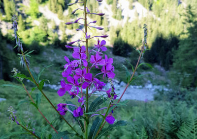 Randonnée - Les Marécottes - La Tinde - Fleurs Alpine
