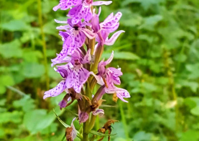 Randonnée - Les Marécottes - La Tinde - Fleurs Alpine