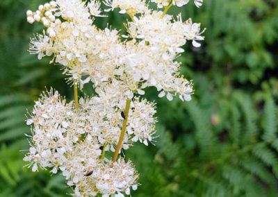 Randonnée - Les Marécottes - La Tinde - Fleurs Alpine