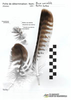 Buse variable - Plumes