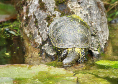 Cistude d’Europe, Parc zoologique Dählhölzli, Berne