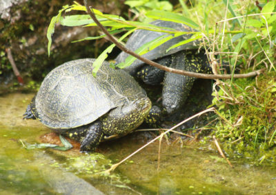 Cistude d’Europe, Parc zoologique Dählhölzli, Berne