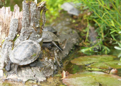 Cistude d’Europe, Parc zoologique Dählhölzli, Berne