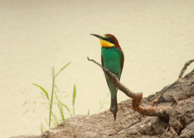 Guêpier d'Europe, Parc zoologique Dählhölzli