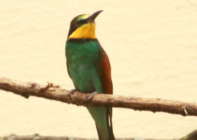 Guêpier d'Europe, Parc zoologique Dählhölzli