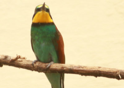 Guêpier d'Europe, Parc zoologique Dählhölzli