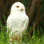 Harfang des neiges, Parc zoologique Dählhölzli