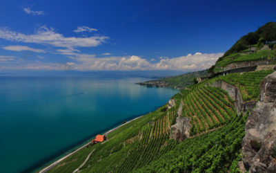 Les vignes, Puidoux – Vevey