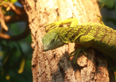 Visite - Parc zoologique Dählhölzli - Animaux