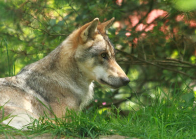 Visite - Parc zoologique Dählhölzli - Animaux