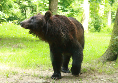 Visite - Parc zoologique Dählhölzli - Animaux