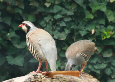 Visite - Parc zoologique Dählhölzli - Animaux