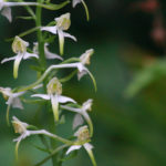 Platanthère à fleurs verdâtres - Caux, Vaud, Suisse