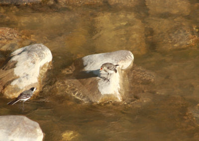 Bergeronnette grise, Vevey, Vaud, Suisse - Nourrissage