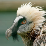 Visite - Les Aigles du Léman