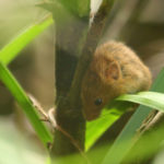 Rat des moissons, Parc zoologique Dählhölzli