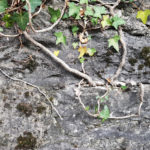 Randonnée - Arbres avec Nature et Découvertes