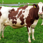 Vache - Red Holstein, Châtel-Saint-Denis, Fribourg, Suisse