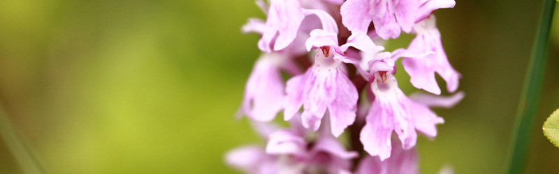 Orchidée