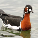 Bernache à cou roux - Lac Léman, Genève, Genève, Suisse