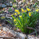 Narcisse jaune, Les Monts-de-Corsier, Vaud, Suisse