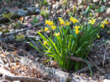 Narcisse jaune, Les Monts-de-Corsier, Vaud, Suisse