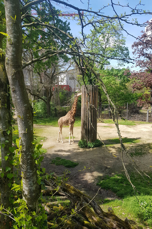 Visite - Zoo de Bâle