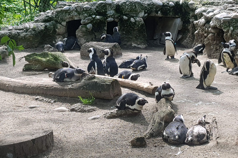 Visite - Zoo de Bâle