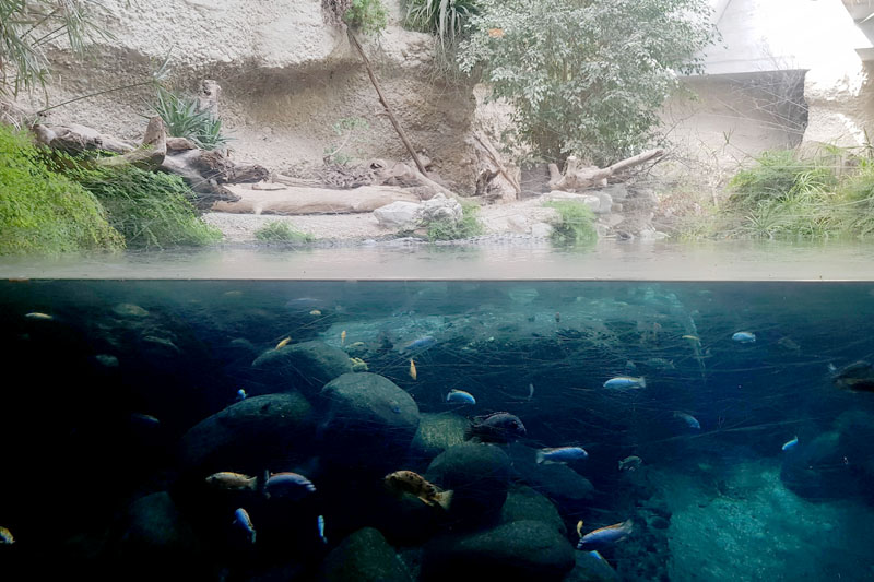 Visite - Zoo de Bâle