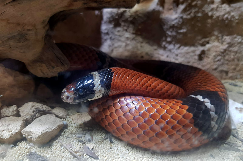 Visite - Zoo de Bâle