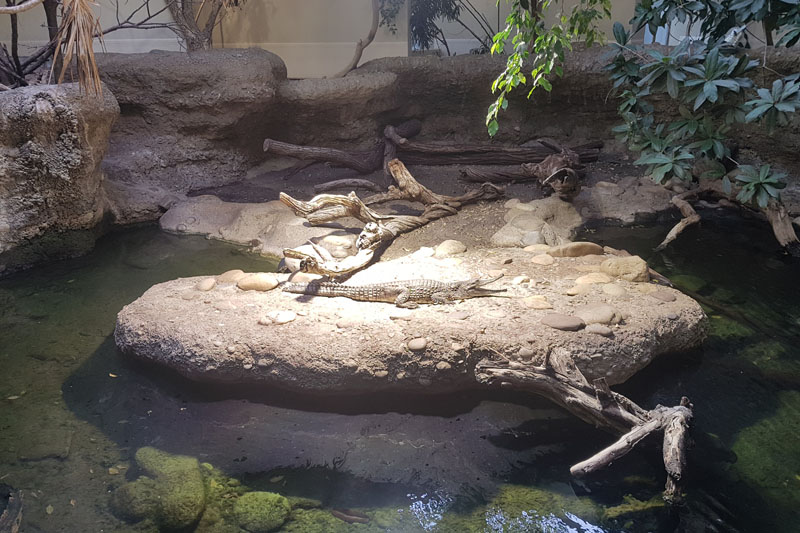 Visite - Zoo de Bâle