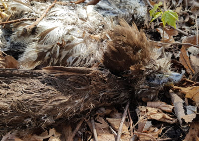 Buse variable, Vevey, Vaud, Suisse - Anatomie