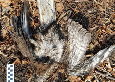 Buse variable, Vevey, Vaud, Suisse - Anatomie