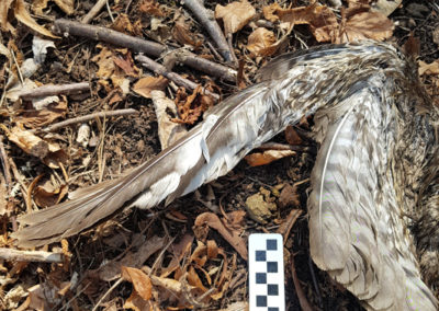 Buse variable, Vevey, Vaud, Suisse - Anatomie