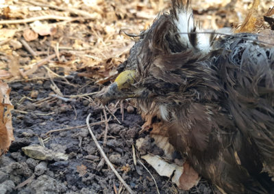 Buse variable, Vevey, Vaud, Suisse - Anatomie