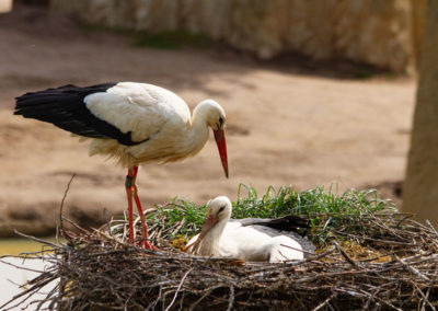 Cigogne blanche, Zoo de Bâle, Bâle, Bâle-Ville, Suisse