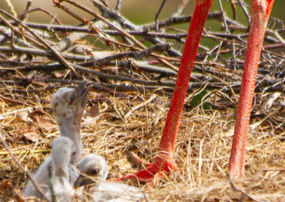 Cigogne blanche - Juvénile, Zoo de Bâle, Bâle, Bâle-Ville, Suisse