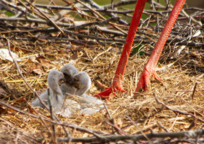 Cigogne blanche - Juvénile, Zoo de Bâle, Bâle, Bâle-Ville, Suisse