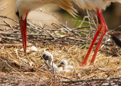 Cigogne blanche - Juvénile, Zoo de Bâle, Bâle, Bâle-Ville, Suisse