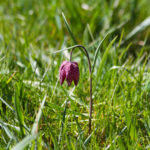 Fritillaire pintade, Lac des Brenets, Neuchâtel, Suisse